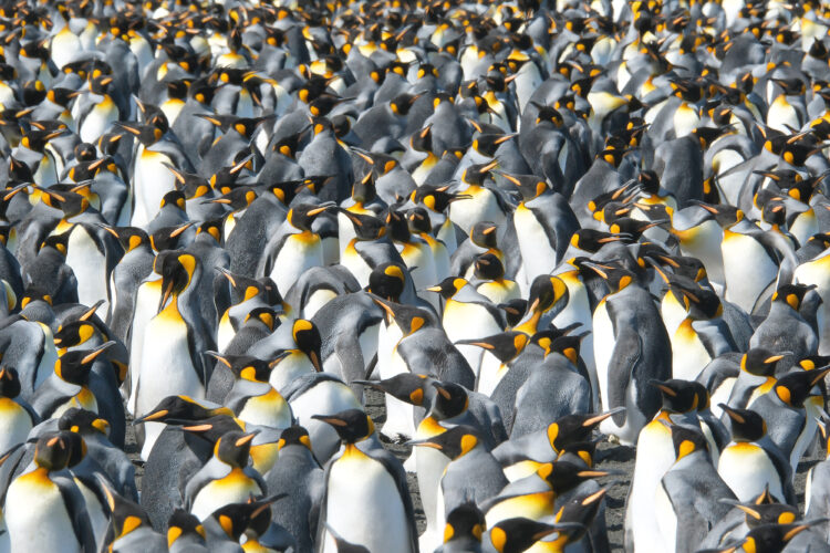 King penguins oddly benefit from warming world